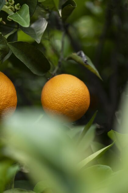 自然美丽的树 成熟的橙色果实健康园艺热带