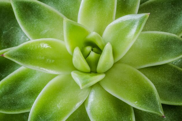 自然墨西哥蜡模龙舌兰美丽的植物宏观拍摄室内植物美丽新鲜