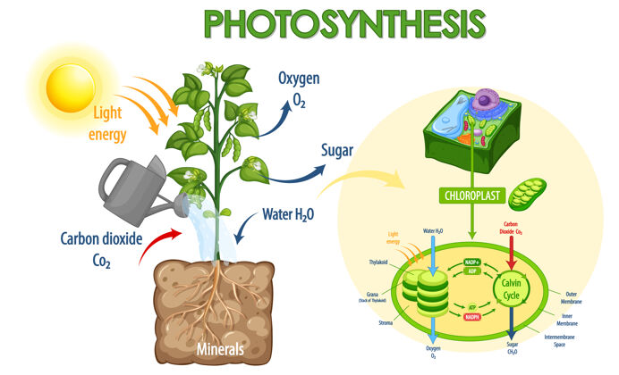 图表植物光合作用过程示意图植物学户外卡通
