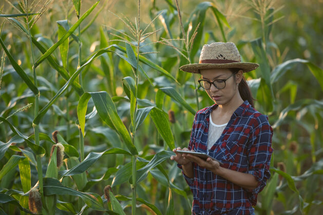 农村亚洲女农场主拿着数字平板电脑在玉米地里 美丽的晨曦在玉米地上升起绿色的玉米地在农业园里 阳光在傍晚的山景中照耀着夕阳生长农田有机