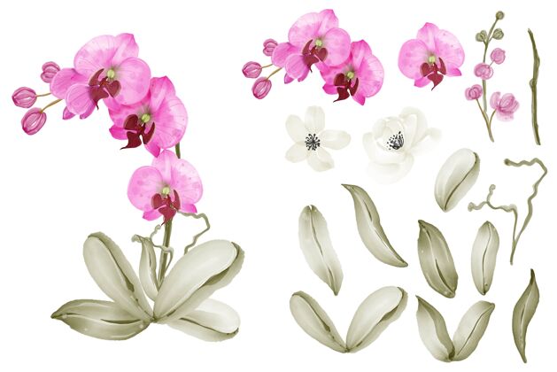 植物兰花粉色水彩独立元素剪贴画套装水彩兰花
