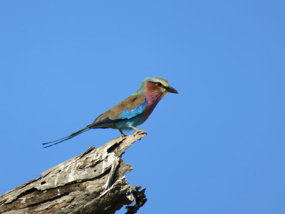 野生紫丁香胸滚轴鸟栖息在树干上 在蓝天的背景下 坦桑尼亚的动物群简介滚轴动物