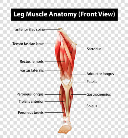 生活图显示腿部肌肉解剖透明生物学教育结构
