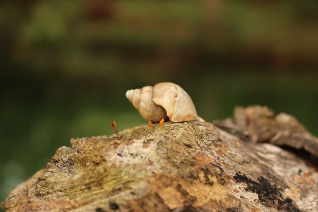 环境木面蜗牛壳特写镜头危险热带贝壳