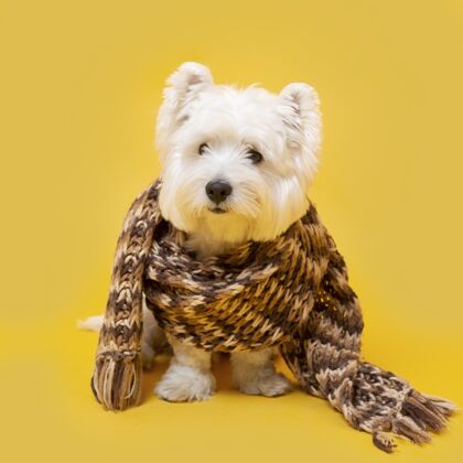 狗可爱的小狗和冬天的围巾哺乳动物品种毛茸茸的