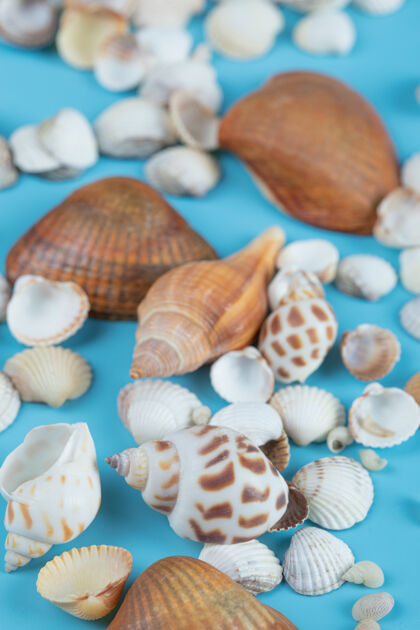 海滩棕色和白色的贝壳在蓝色上水工艺海洋