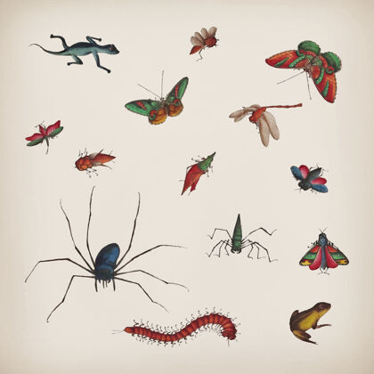 昆虫复古蝴蝶和昆虫插图集中国蜻蜓混合