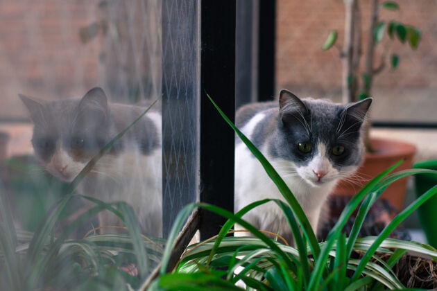 动物猫在窗户上窗户猫水晶