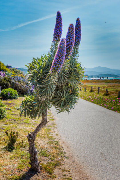 春天加州太平洋沿岸盛开紫色骄傲的马德拉植物风景野花风景
