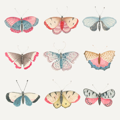 彩色复古蝴蝶和飞蛾水彩插图集 从18世纪的艺术作品从史密森档案混合野生动物蛾水彩