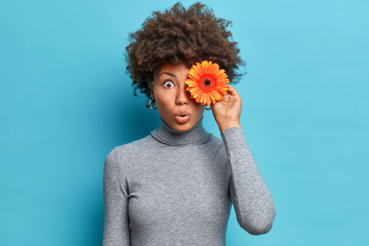 花令人惊讶的非裔美国妇女的水平镜头持有橙色非洲菊在眼睛盯着与的眼睛像花穿着休闲灰色高领套头衫隔离在蓝色的墙壁惊喜头发模特