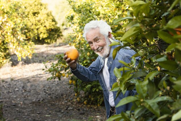 柑橘站在他橘子树旁的老人健康人柑橘树