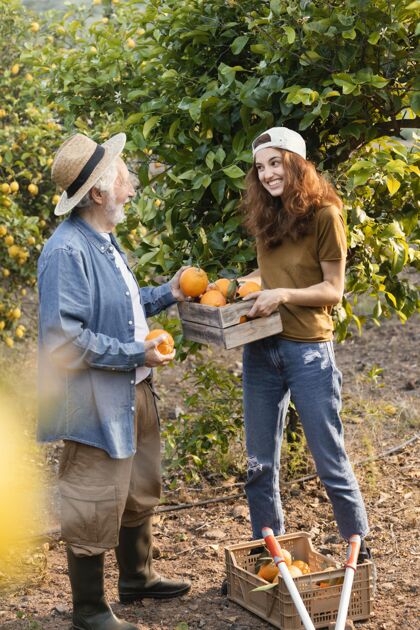 美味一个女人在帮她爸爸从花园的树上摘橘子新鲜女人热带
