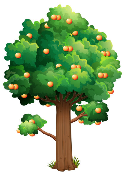 生态橘子树孤立在白色的树上自然水果温暖