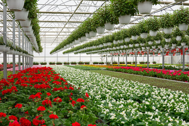 花盆大型现代化温室里的彩色花朵温室花卉气候