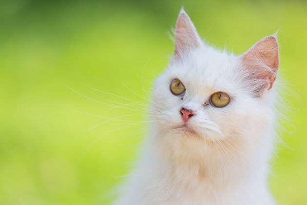 草地花园里的白猫斑猫蓬松散步