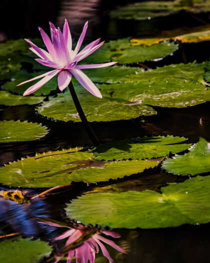 春池塘里粉红色莲花的垂直镜头花池湖