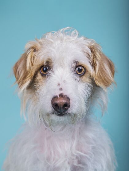 垂直一只可爱的混血狗在蓝色墙上的垂直肖像动物肖像毛茸茸的