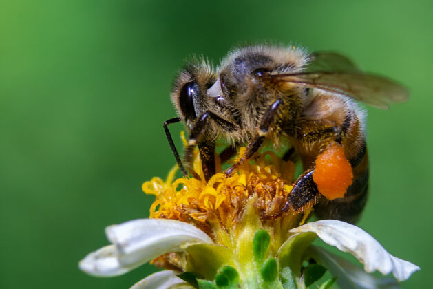 花蜜蜂在花上的特写镜头花蜜蜂花粉