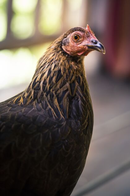 春天垂直特写镜头的棕色鸡在模糊的背景蛋鸡小鸡