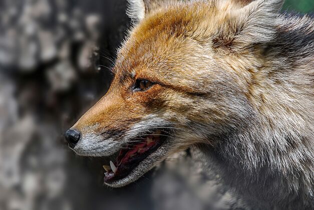 狐狸白天一只浅棕色狐狸的特写镜头大湖木