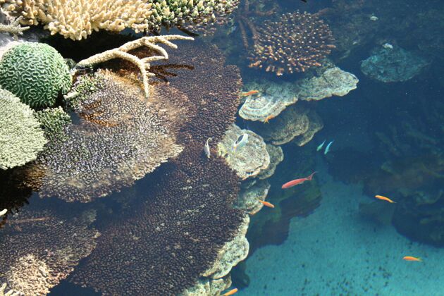 珊瑚美丽多彩的小鱼在水池里游泳水动物珊瑚
