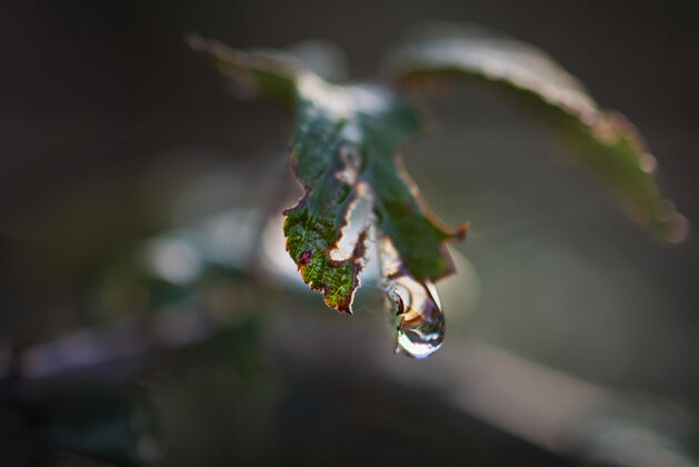 花一滴悬浮在野生植物上的水的微距镜头微距摄影新鲜干净背景