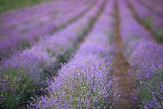 农田紫色盛开的薰衣草地里有无尽的补丁草地开花开花领域