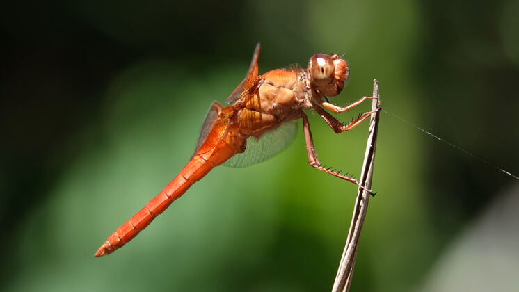 野生一只掠过火焰的蜻蜓在树枝上的宏镜头野生动物叶动物