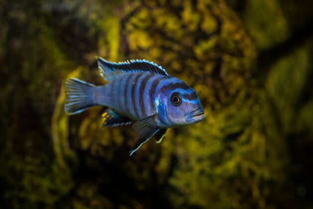 水下水族馆蓝色与黑色图案慈鲷鱼选择性拍摄水生水族馆鱼图案