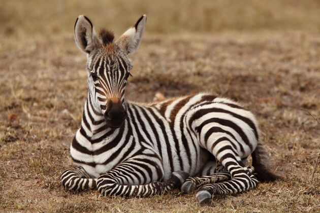 动物美丽的斑马宝宝坐在地上 被非洲丛林捕获丛林动物学动物