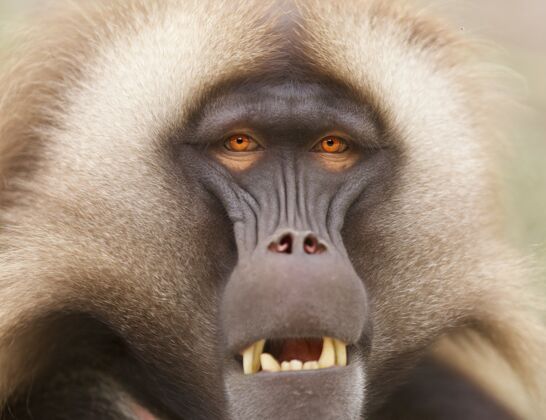 成人一只狒狒的特写镜头 白天在户外有明亮的橙色眼睛动物园野生自然
