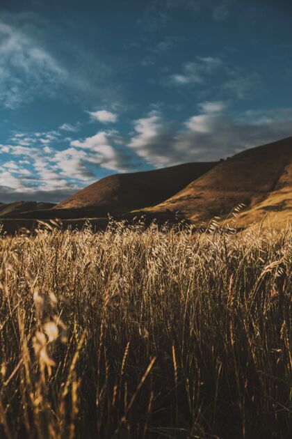 日出一个美丽的干麦田与惊人的天空和山丘在表面垂直拍摄耕种天空天气