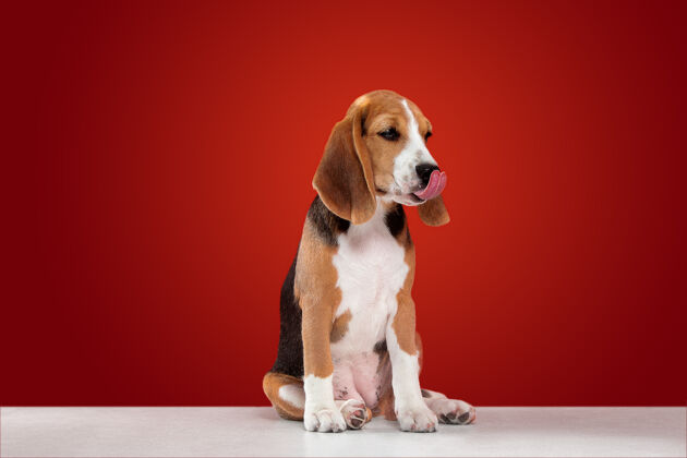 纯种比格犬三色小狗摆姿势可爱的白色布劳恩黑色小狗或宠物坐在红色背景上看起来专注和悲伤摄影棚照片运动的概念 运动 行动负空间三色血统动物