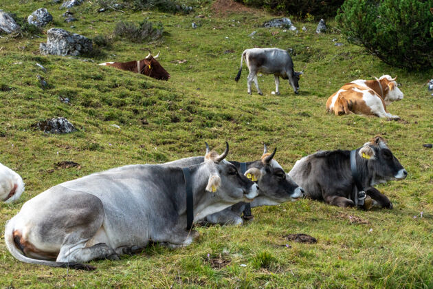 景观一群母牛在田野里吃草农业哺乳动物动物