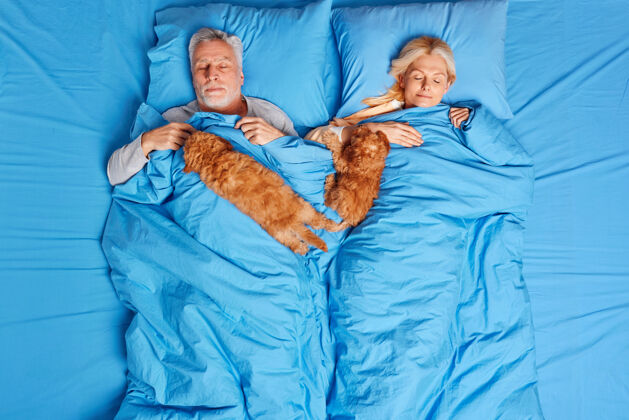 睡眠老年熟睡的女人和男人躺在柔软的毯子下舒适的床上两条棕色的小狗在附近有健康的午睡和最好的朋友在晚上享受良好的休息人们的家庭睡觉时间和宠物的概念婚礼感情毯子