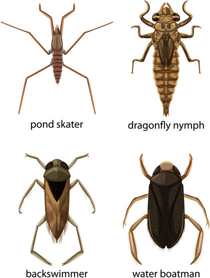 腿一组不同类型的虫子和甲虫的名字溜冰者路径野生动物