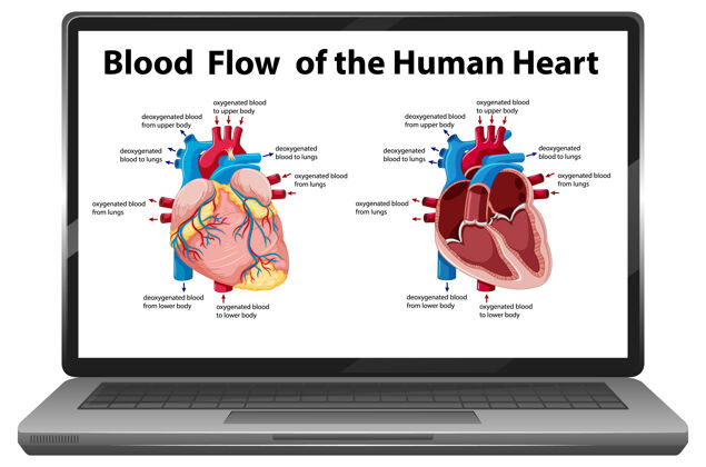 左人体心脏血流图在笔记本电脑屏幕上隔离血管解剖学生物学