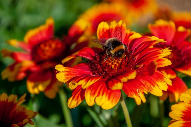 昆虫一只蜜蜂坐在一朵花上特写草地橙色