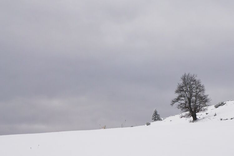 霜冻在罗马尼亚特兰西瓦尼亚的芬达塔 有着无叶树木的多雪的乡村地区无叶特兰西瓦尼亚自然