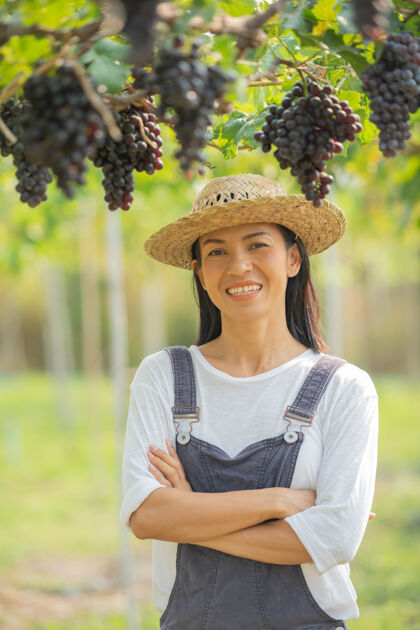 农业戴草帽的女人在葡萄园收割黑葡萄一串集群