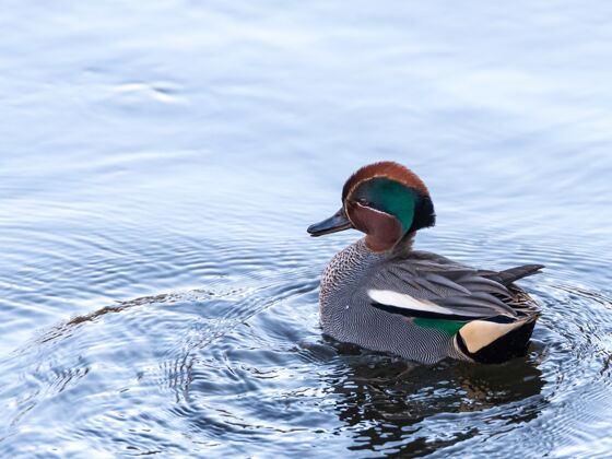 游泳一只鸭子白天在湖里游泳的垂直镜头鸟自然喙