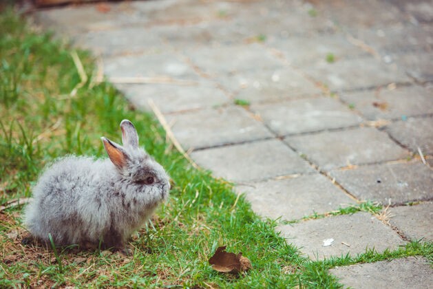 夏天小兔子可爱小毛茸茸的