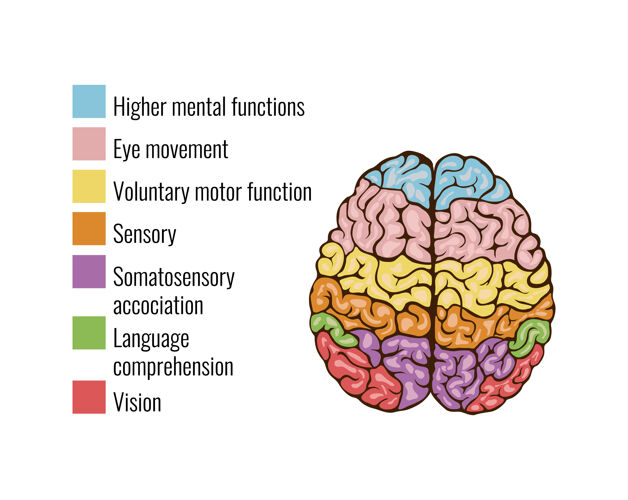 指针人脑解剖功能区思维系统信息图与文字图例键和彩色区域组成智力方案解剖学