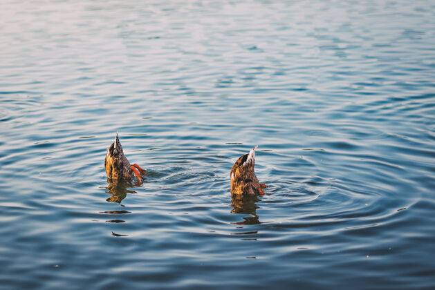 羽毛宁静的湖上有两只野鸭鸭子水野生动物