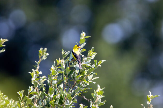 鸟坐在树枝上的美洲金翅雀鸟美国野生动物羽毛