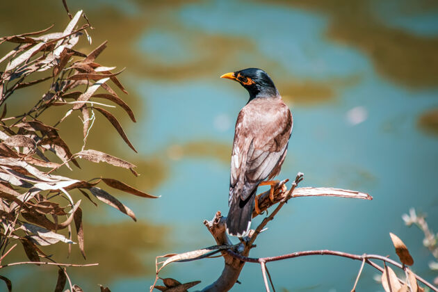 野生动物一只鸟栖息在树枝上的特写镜头野生动物动物翅膀