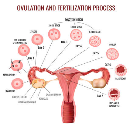 女性女性生殖系统排卵和受精的过程阶段性排卵阴道