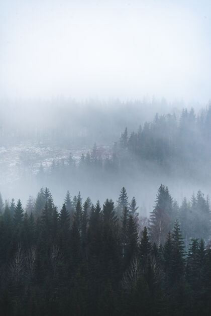 天空在雾蒙蒙的桌子上 森林里美丽的绿树的垂直镜头光季节垂直