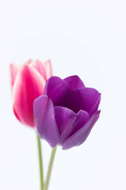 花垂直拍摄两个彩色郁金香花白色背景与空间为您的文字花粉红色花